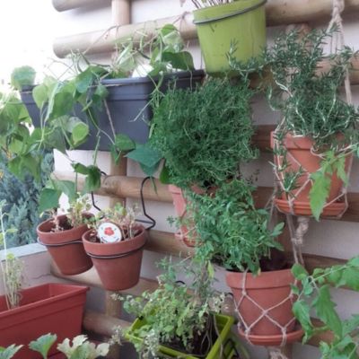 jardiner-aromatiques6 potager de balcon aromatiques